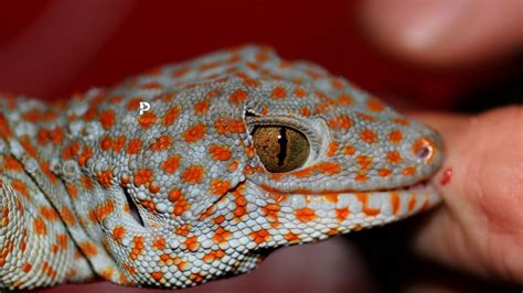 The Tokay Gecko: Species Overview 2024 | Pet Engineers