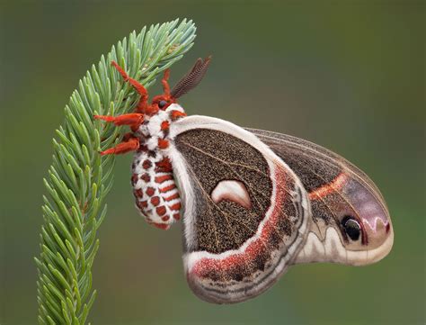 Moth | Definition, Characteristics, & Behavior | Britannica