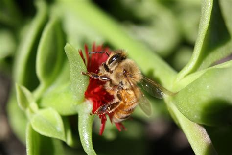 Bee Honey Pollination - Free photo on Pixabay - Pixabay