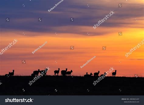 Mongolian Gazelle Rare Animal Past Few Stock Photo 2083821247 ...