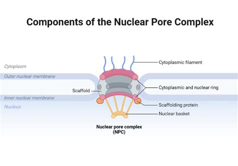 Components of the Nuclear Pore Complex | BioRender Science Templates