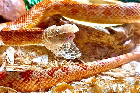 Corn Snake Care Sheet (Complete 101 Guide) - ReptileHow.com