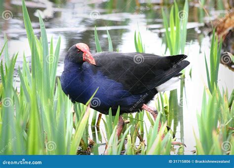 Pukeko stock photo. Image of swampy, tail, forager, wanganui - 31715806