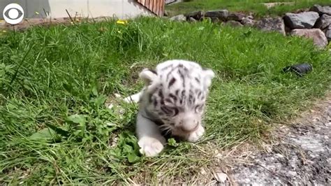 Bengal Tiger Cubs Images