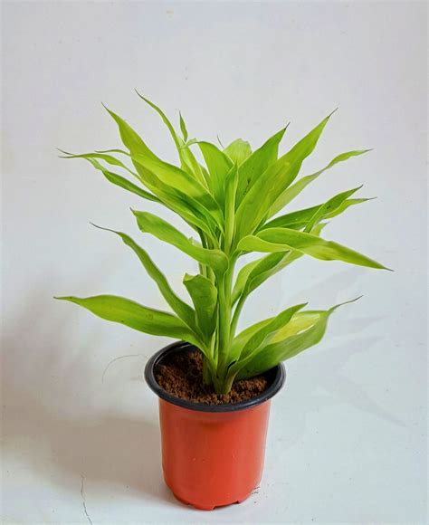 Golden Lucky Bamboo Plant - URBANO.IN golden lucky bamboo plant