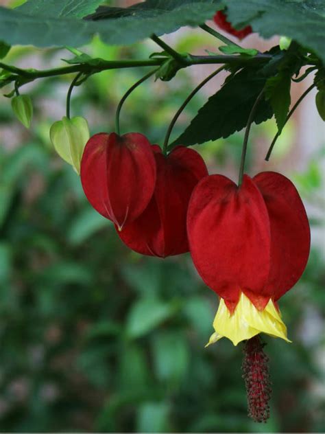 Abutilon megapotamicum - Trailing Abutilon | World of Flowering Plants