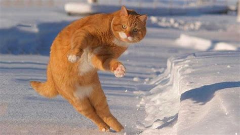 18 Funny Orange Cats