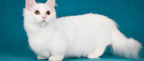 8 Small Cat Breeds That Stay Little | Four Paws