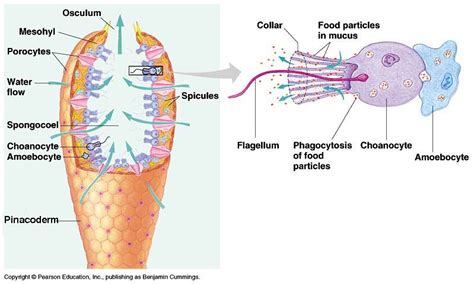 Choanocytes are structures that pump water into the sponge. Each one ...