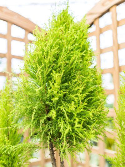 Growing Lemon Cypress Trees - Lemon Cypress Plant Care