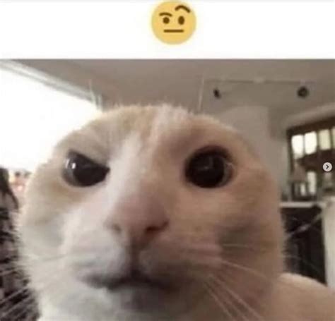 Raised eyebrow cat Blank Template - Imgflip