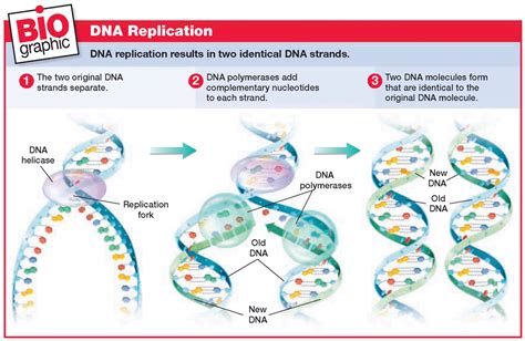 Prokaryotic DNA Replication- Enzymes, Steps and Significance