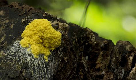 Yellow Fungus by Danimatie on DeviantArt