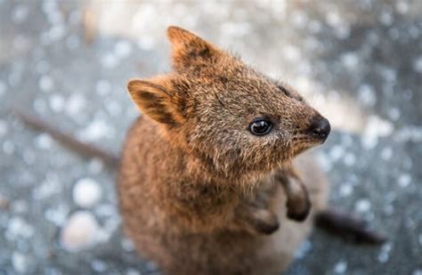 Quokka - Description, Habitat, Image, Diet, and Interesting Facts