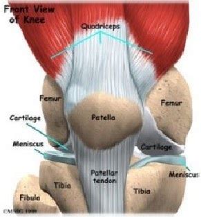 Fisioterapia Quintana: A COMPLEXA ARTICULAÇÃO DO JOELHO