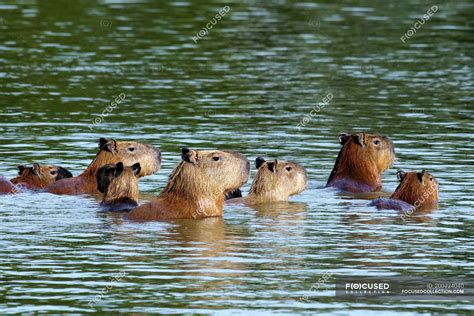 Capybaras swimming in water in Brazil, South America — rodents, Animals ...