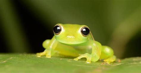 Extremely Rare Bolivian Glass Frog Seen For The First Time In Over 18 Years