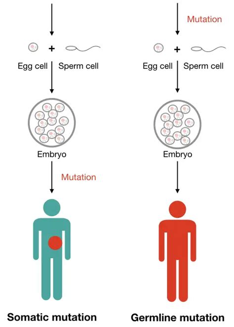 What is Somatic and Germline Mutation? – Genetic Education