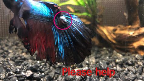 My Betta has A Fungal Infection and I don’t know how to treat it - YouTube