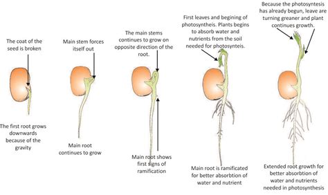 We are scientists!: AT THE LAB: Seed germination process