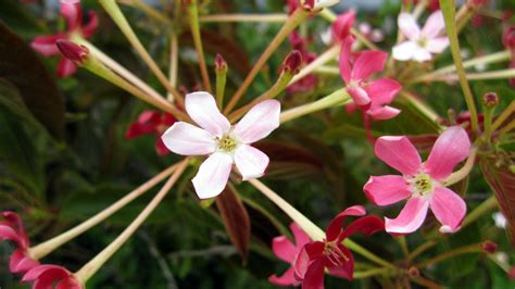 Plant Photography: Quisqualis indica Flower Inflorescence