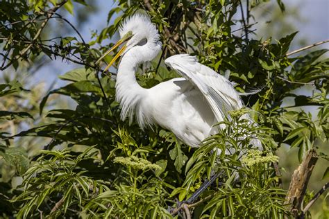 Great Egret Breeding Plumage | photoartflight