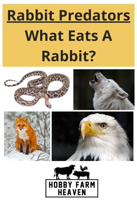 What Eats A Rabbit: Top Rabbit Predators · Hobby Farm Heaven