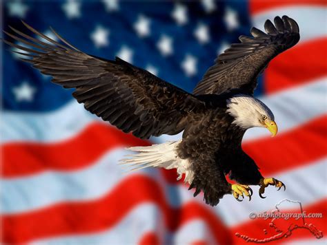 Patriotic Bald Eagle Wallpaper - WallpaperSafari