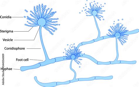 Structure of Aspergillus under microscope Stock Vector | Adobe Stock