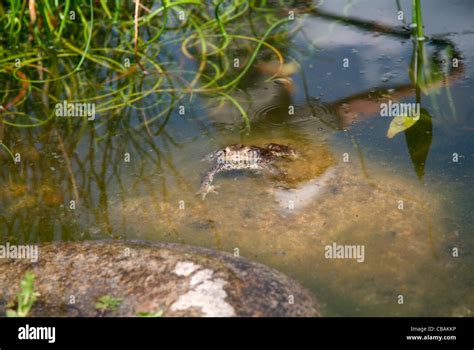 Toad, Bufo bufo, amphibian, frog, animal, water (CTK Photo/Marketa ...