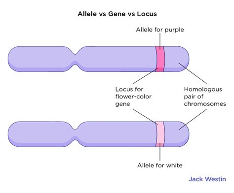 Locus - Mendelian Concepts - MCAT Content