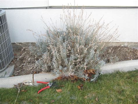 Grow How: Pruning Lavender