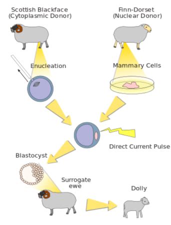 Animal Cloning | Process, Pros & Cons - Video & Lesson Transcript ...