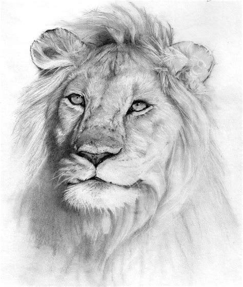 lion. Pencil drawing - a photo on Flickriver