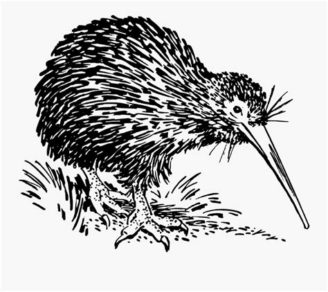 Kiwi - Black And White Kiwi Bird , Free Transparent Clipart - ClipartKey