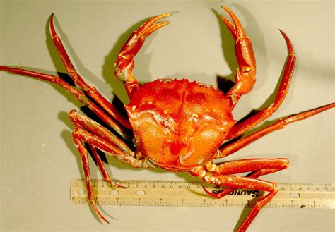 Atlantic Deep-Sea Red Crab | NOAA Fisheries