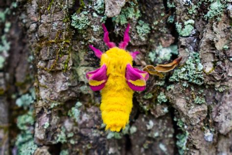 Rosy maple moth - Australian Geographic