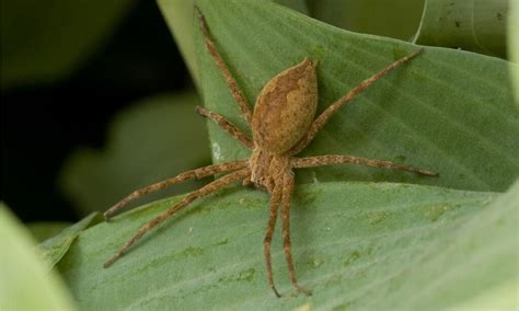 The 7 Biggest Spiders in Texas - IMP WORLD