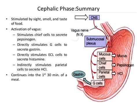 Digestive system (Digestive juice)/Function/Composition