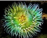 Cnidarians - Marine Animals Website