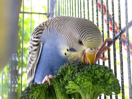 Budgies are Awesome: Vegetable Poll