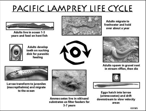 Pacific Lamprey