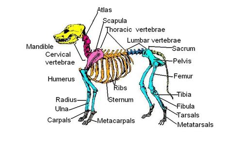 The Anatomy and Physiology of Animals/Skeleton Worksheet/Worksheet ...