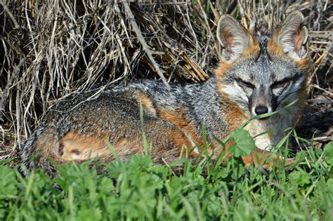 5 Wildlife Species That Need Forests and Earth - American Forests