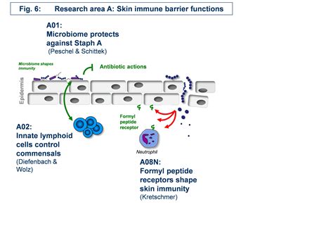 Universitätsklinikum Heidelberg: Research Area A: “Skin immune barrier ...