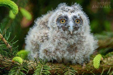 Baby Owl: What Do You Call Them & What Do They Look Like?