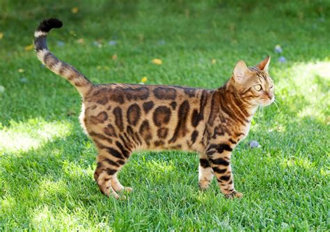 Bengal Cat F Scale Generation Guide (F1 F2 F3 F4 F5) - Bengal Cat Care