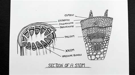 Cross Section Of Stem Diagram