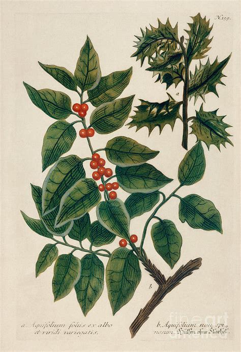 Holly botanical illustration Digital Art by Alexandr Testudo - Fine Art ...