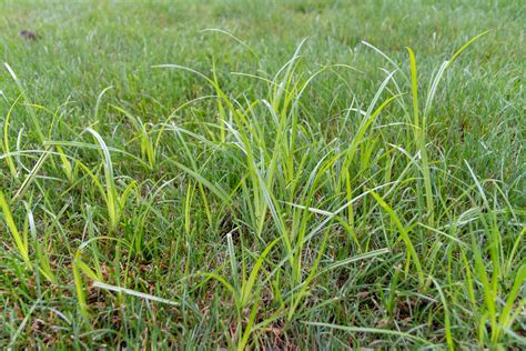 Sound Advice for Effective Nutsedge Control